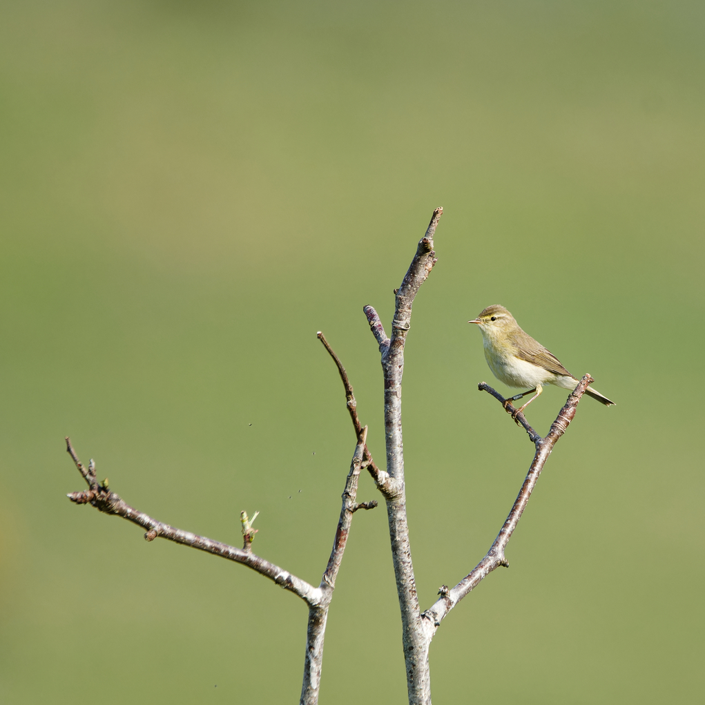 Willow Warbler